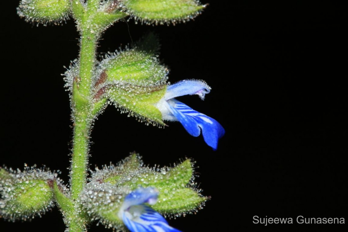 Salvia misella Kunth